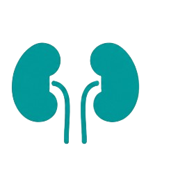 Kidney issues icon